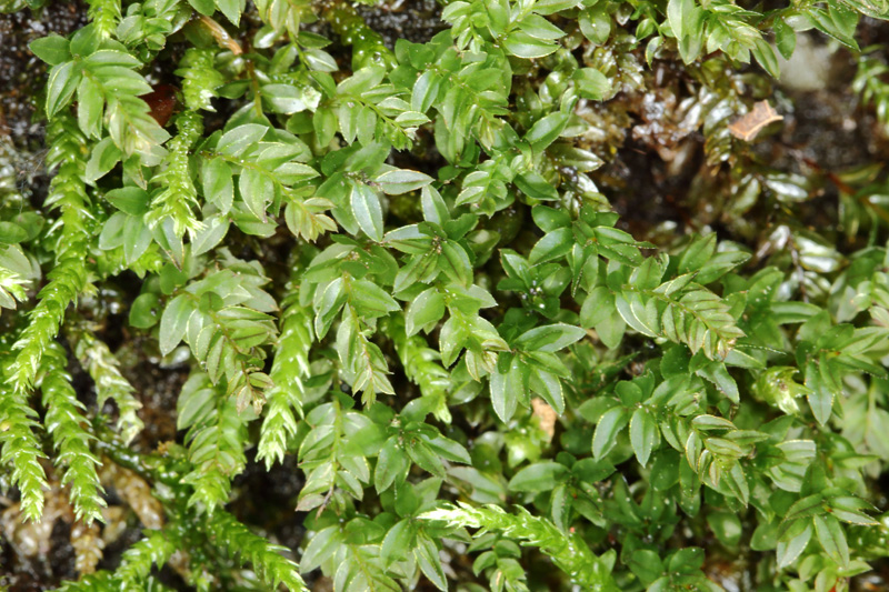 Mnium marginatum